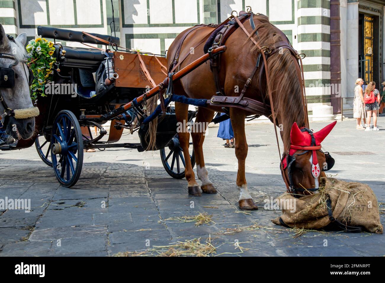 FLORENZ, ITALIEN - 24. Aug 2020: Pferd einer Pferdekutsche isst aus einem Futtersack auf dem Boden mit viel Schmuck auf dem Kopf und wartet auf die Tour Stockfoto