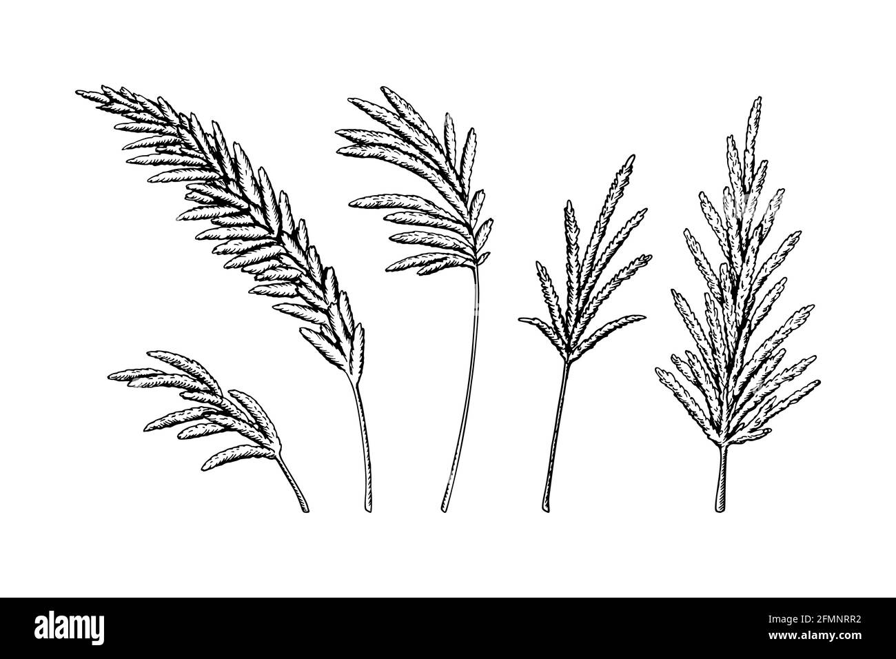 Set von Hand gezeichneten Pampas Gras Äste isoliert auf weißem Hintergrund. Vektorgrafik im Skizzenstil Stock Vektor
