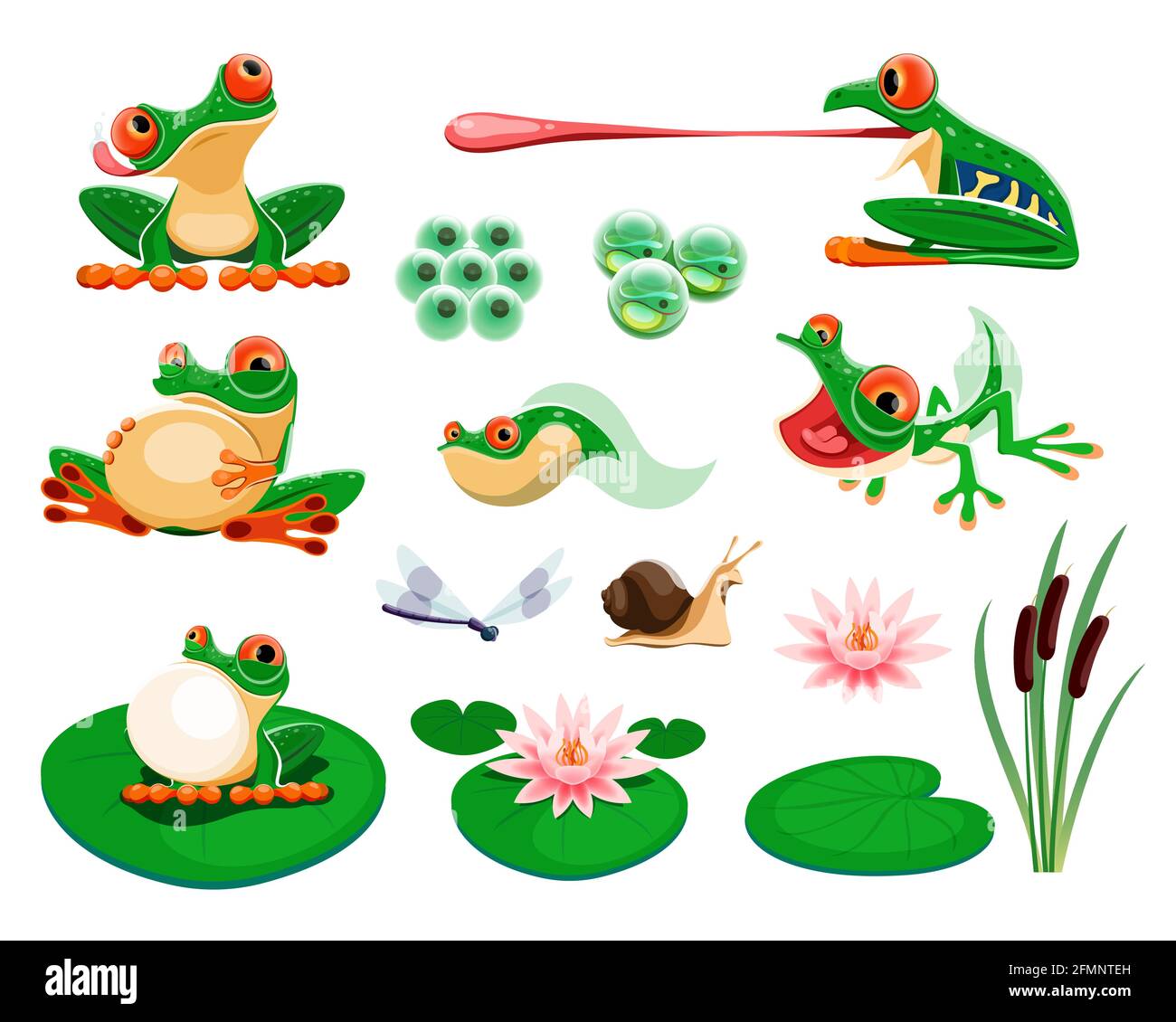 Frösche mit Seerosenblättern und Blumen, Schilf, Libelle, Schnecke. Amphibienlebenszyklus, Eier, Kaulquappe, Froglet. Exotische Frosch quaking und Jagd Cartoon Vektor-Set. Tropische Tiere und Pflanzen Stock Vektor
