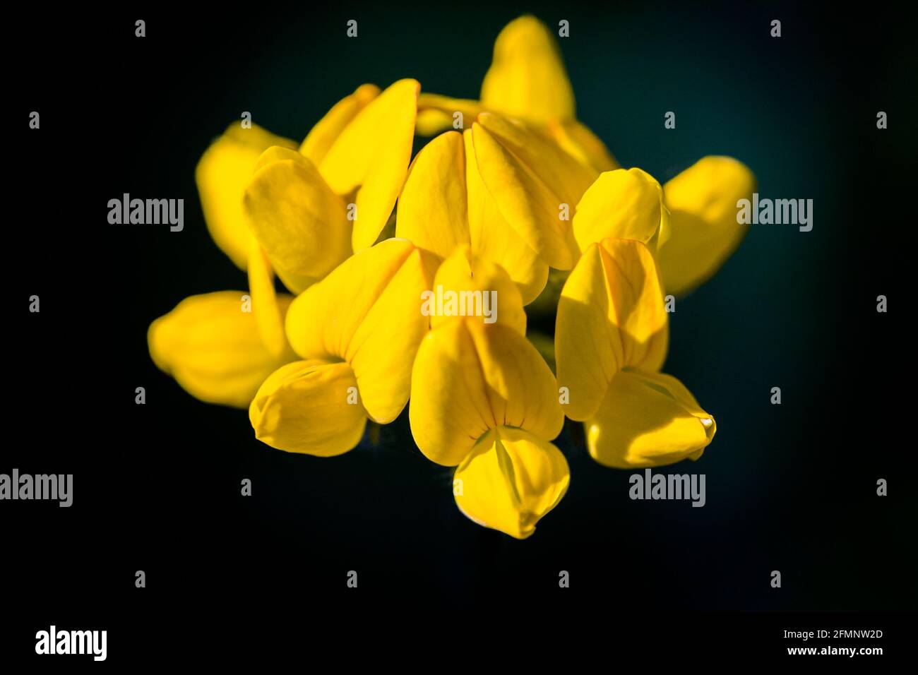 Eine Gruppe von gelben Blüten des Großvogels-Trefoil Lotus pedunculatus Stockfoto