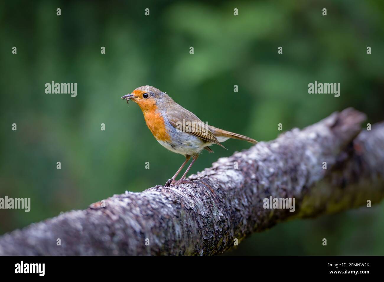 Robin Erithacus rubecula auf einem Baumstamm mit Insekt im Schnabel Stockfoto