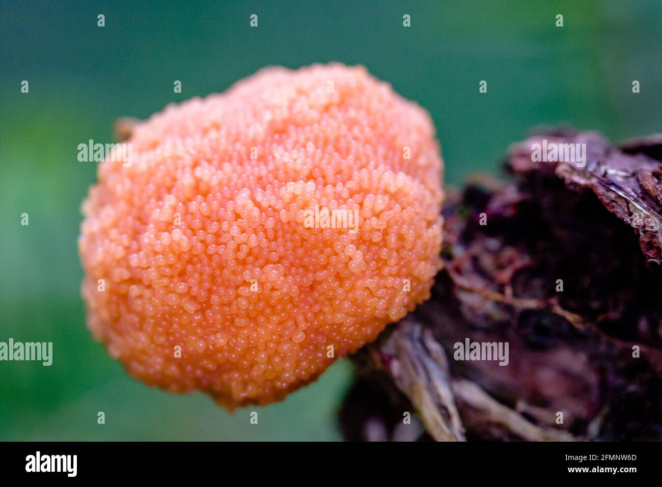Rote Himbeer-Schleimform Tubifera ferruginosa oder Tubulifera arachnoidea wächst Auf einem alten Baumstumpf in einem Wald Stockfoto