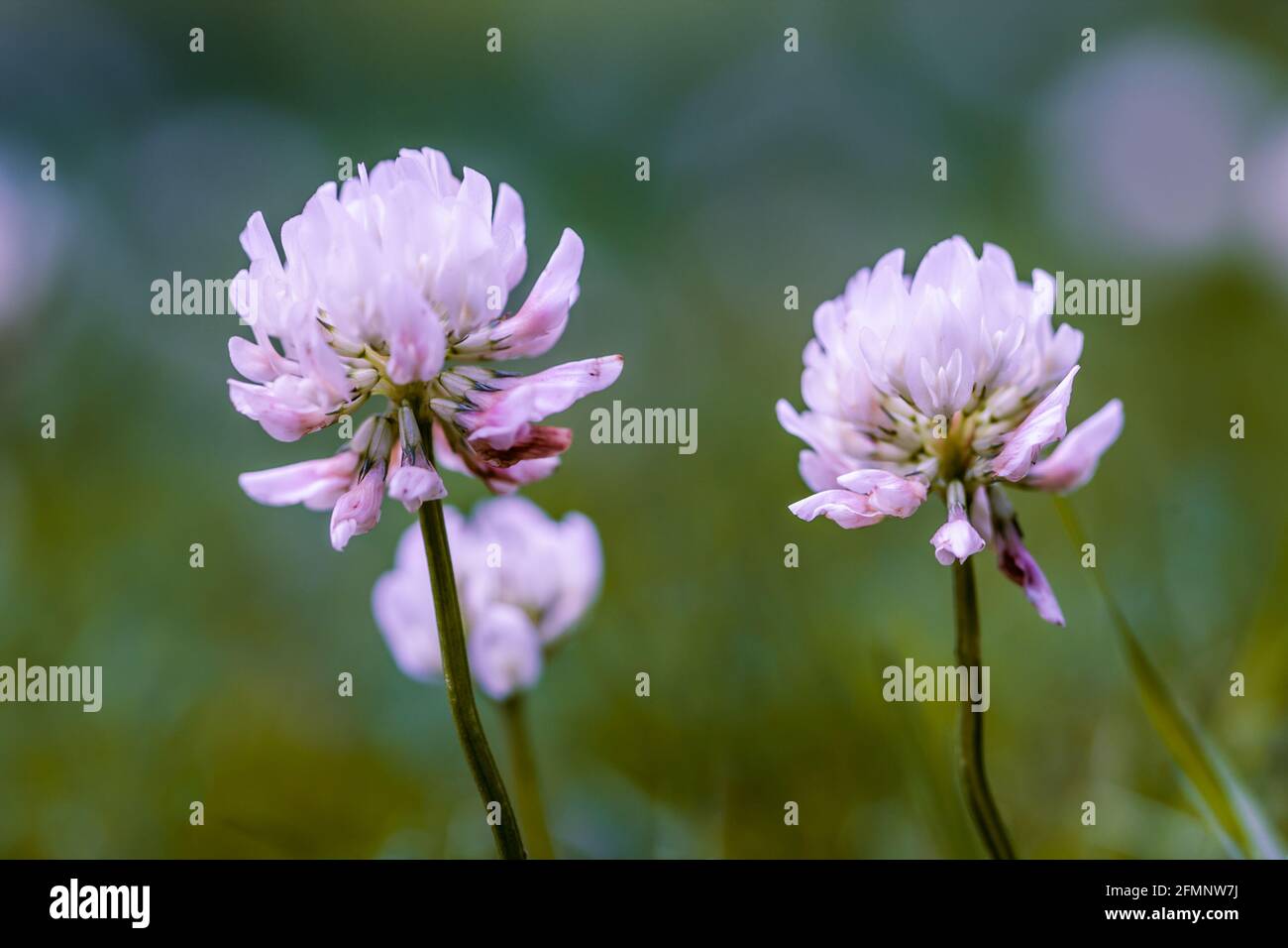Weißer Kleeblatt Trifolium repens Nahaufnahme der Blüten Stockfoto
