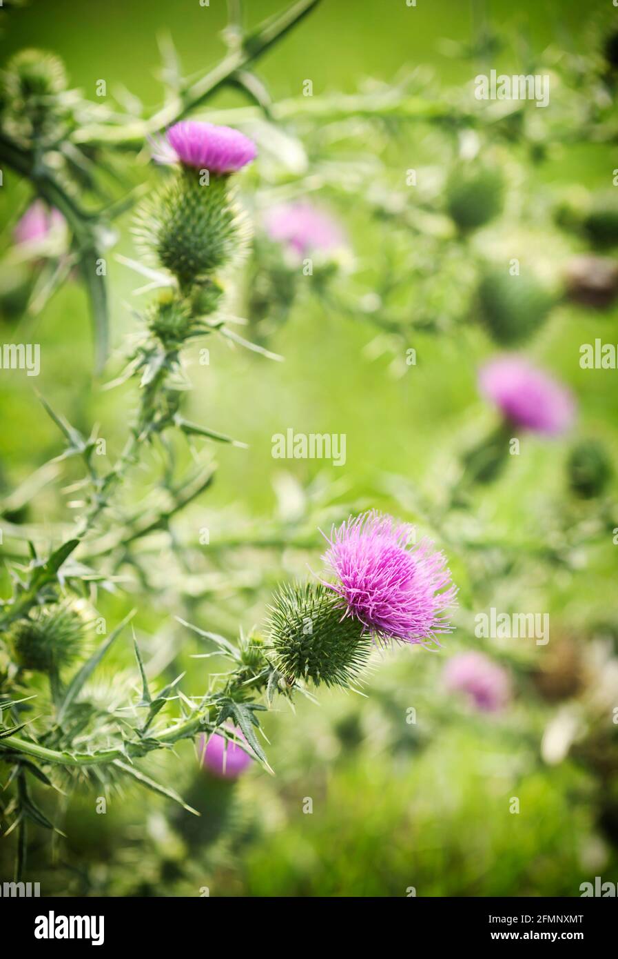 Eine violette Carduus Acanthoide Blume. Blühende stachellose Disteln. Sommer Natur Hintergrund mit Blüten Blumen, kopieren Raum. Sommerzeithintergrund Stockfoto