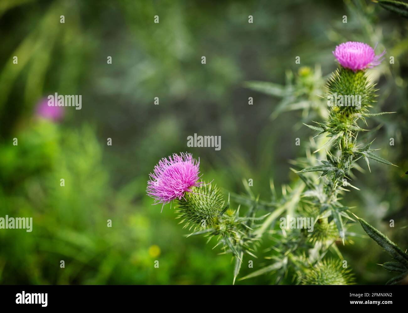 Eine violette Carduus Acanthoide Blume. Blühende stachellose Disteln. Sommer Natur Hintergrund mit Blüten Blumen, kopieren Raum. Sommerzeithintergrund Stockfoto