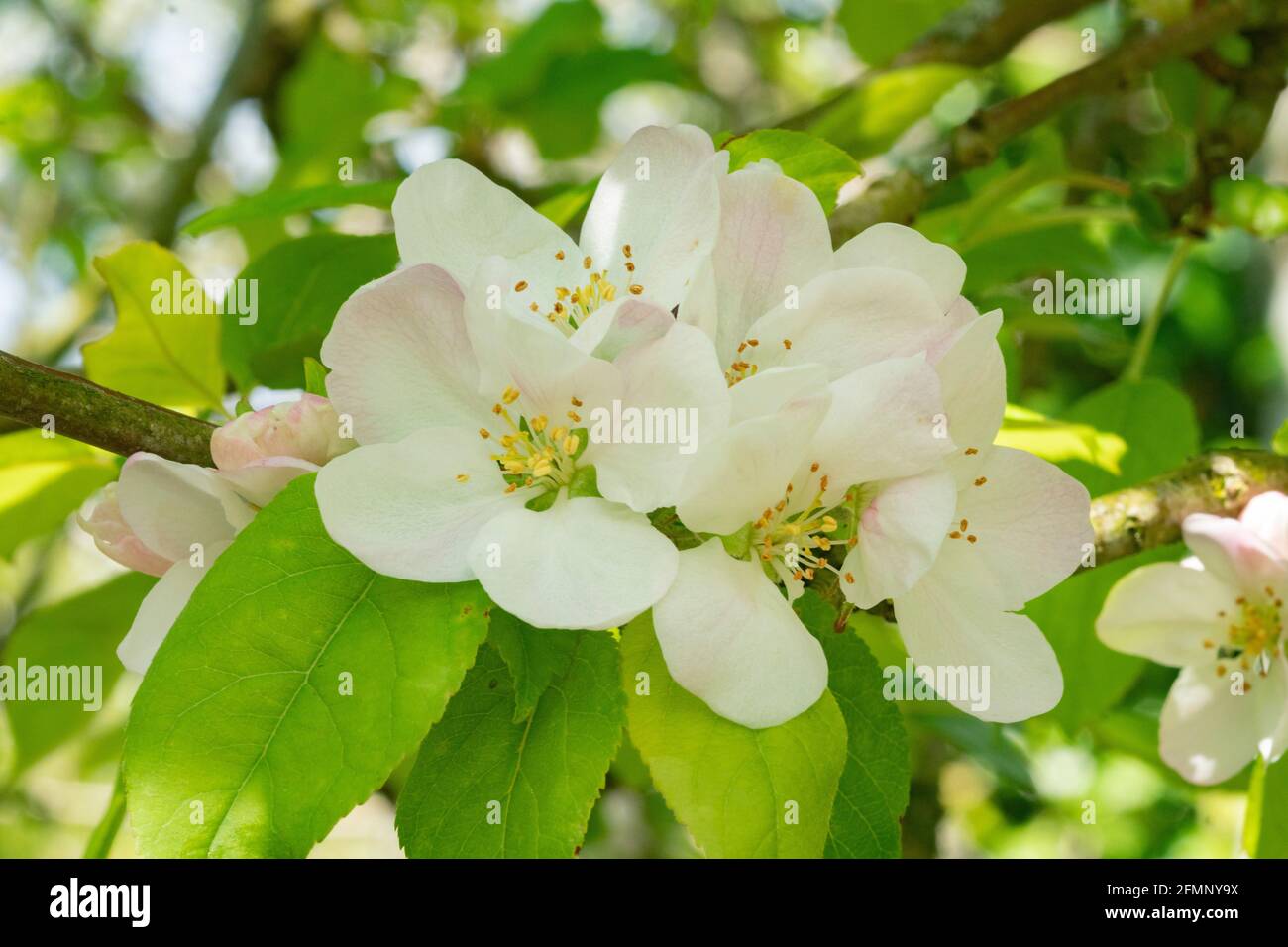 Wilde Apfelblüte (Malus) Stockfoto