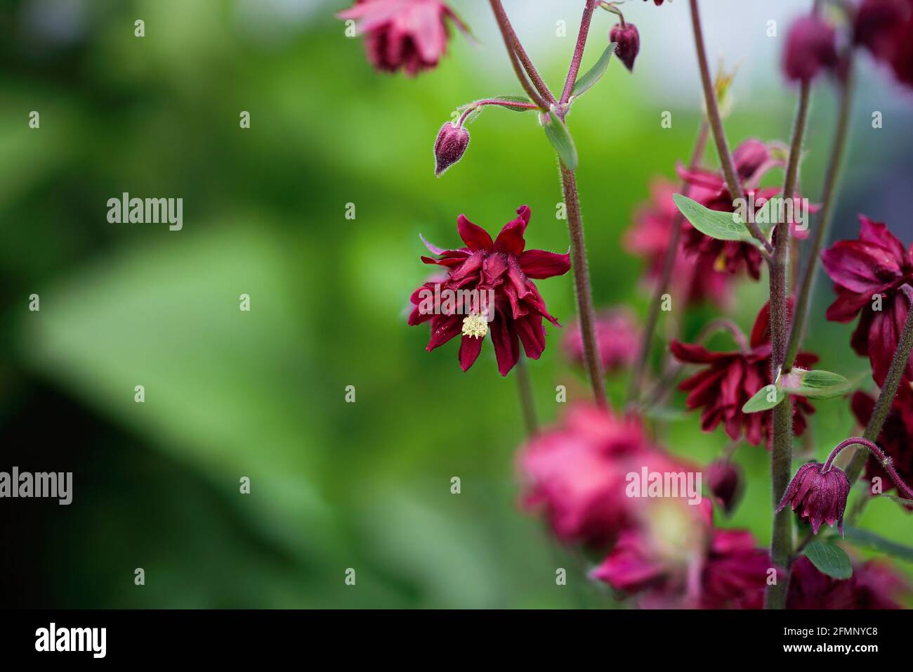 Im Blumengarten blüht die wunderschöne Aquilegia vulgaris 'Bordeaux Barlow' oder 'Ruby Port' Columbine. Selektiver Fokus mit unscharfem Hintergrund. Stockfoto