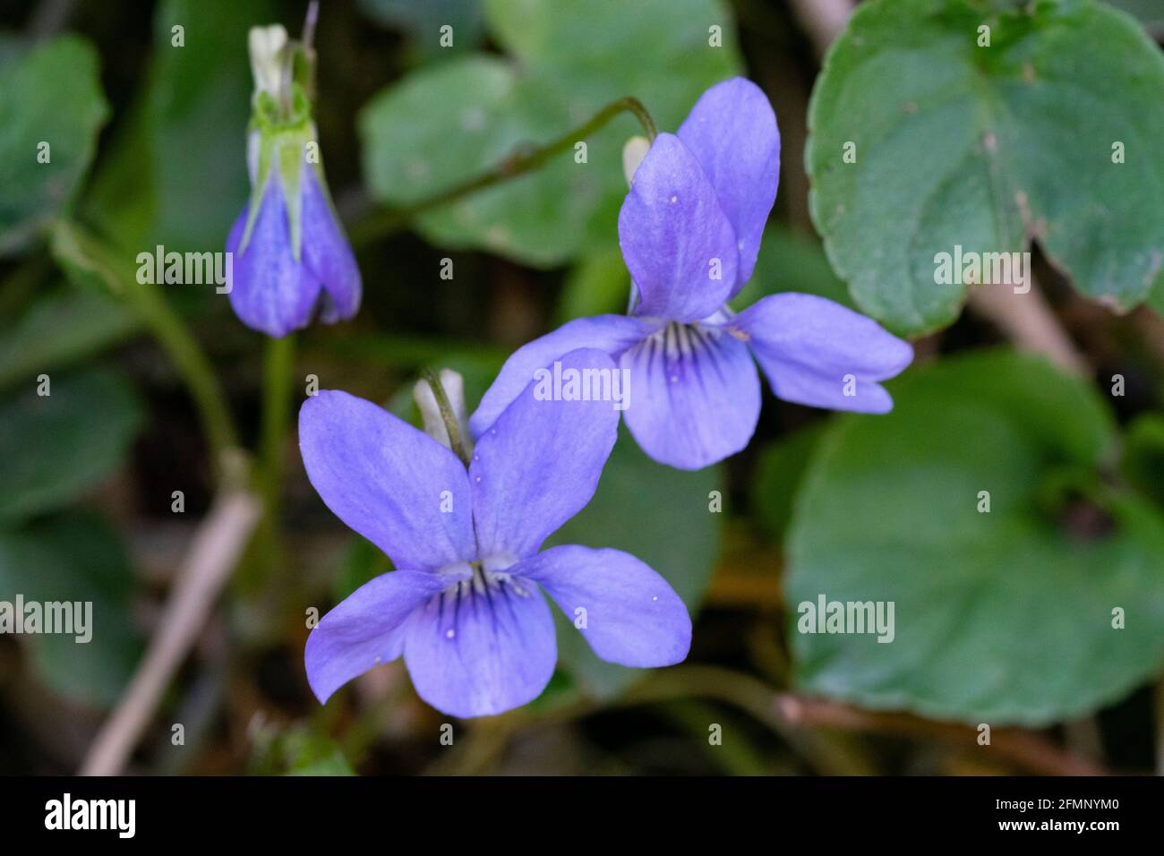 Wilde Frühlingsblumen-Veilchen (Viola) Stockfoto