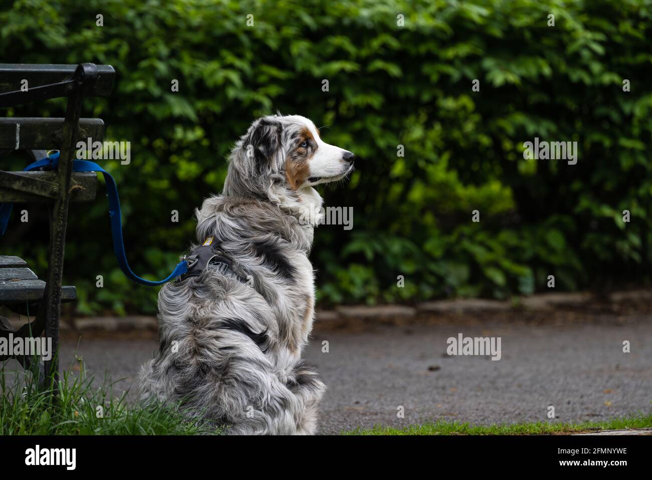 Australischer Schäferhund im Profil an Parkbank gebunden, wartet durch Hedge Stockfoto