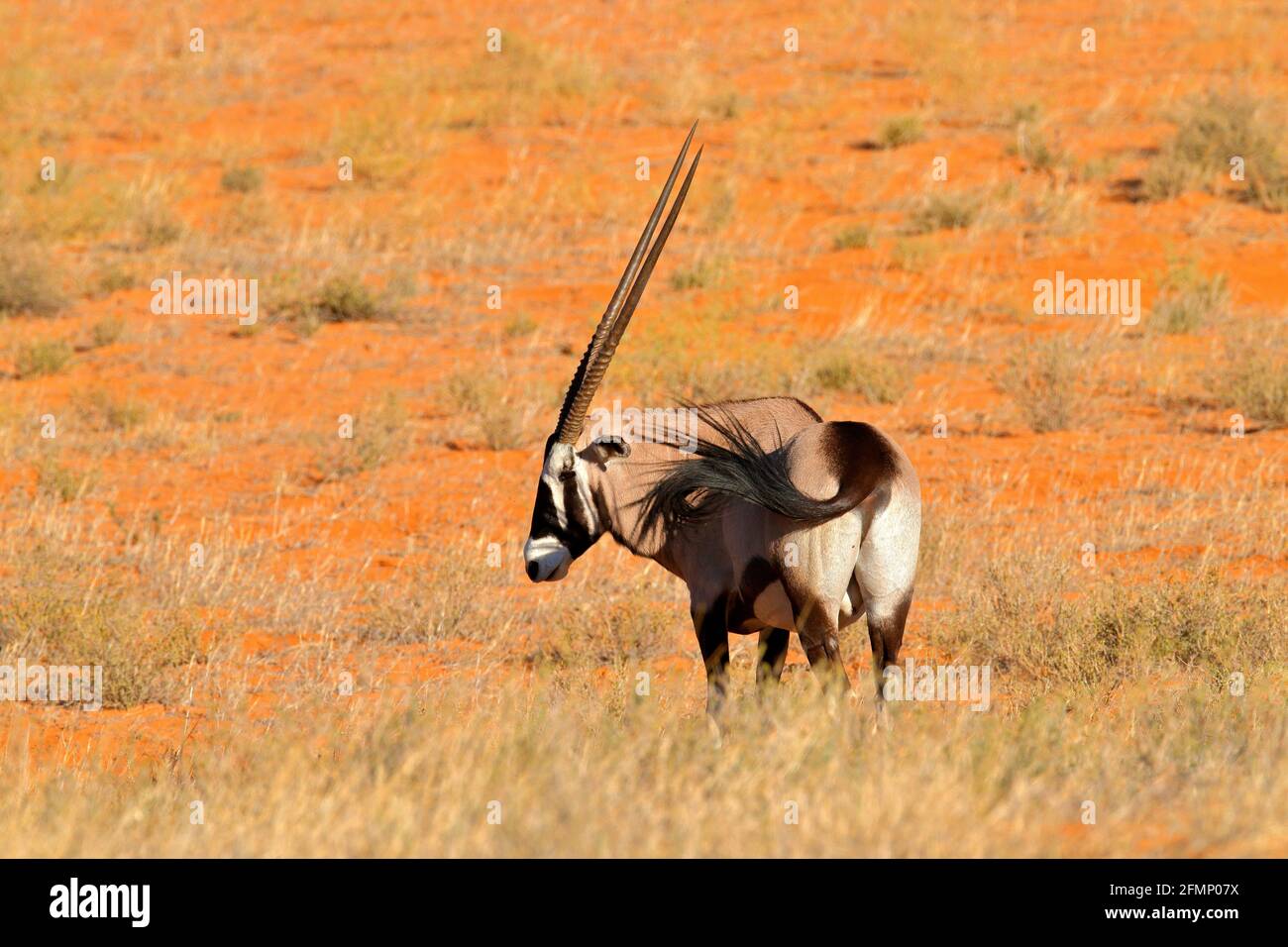 Langhorntier in roter Sandwüste. Gemsbok mit orangefarbener Sanddüne am Abend Sonnenuntergang. Gemsbuck, Oryx-Gazella, große Antilope im Naturlebensraum, Sossusvle Stockfoto