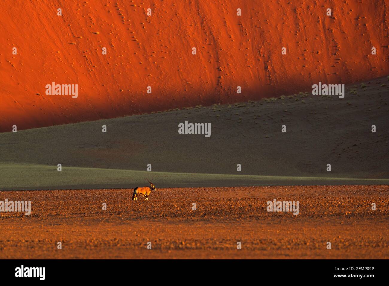 Gemsbok mit orangefarbener Sanddüne Abenduntergang. Gemsbuck, Oryx gazella, große Antilope in Naturgebiet, Sossusvlei, Namibia. Wilde Tiere im savan Stockfoto