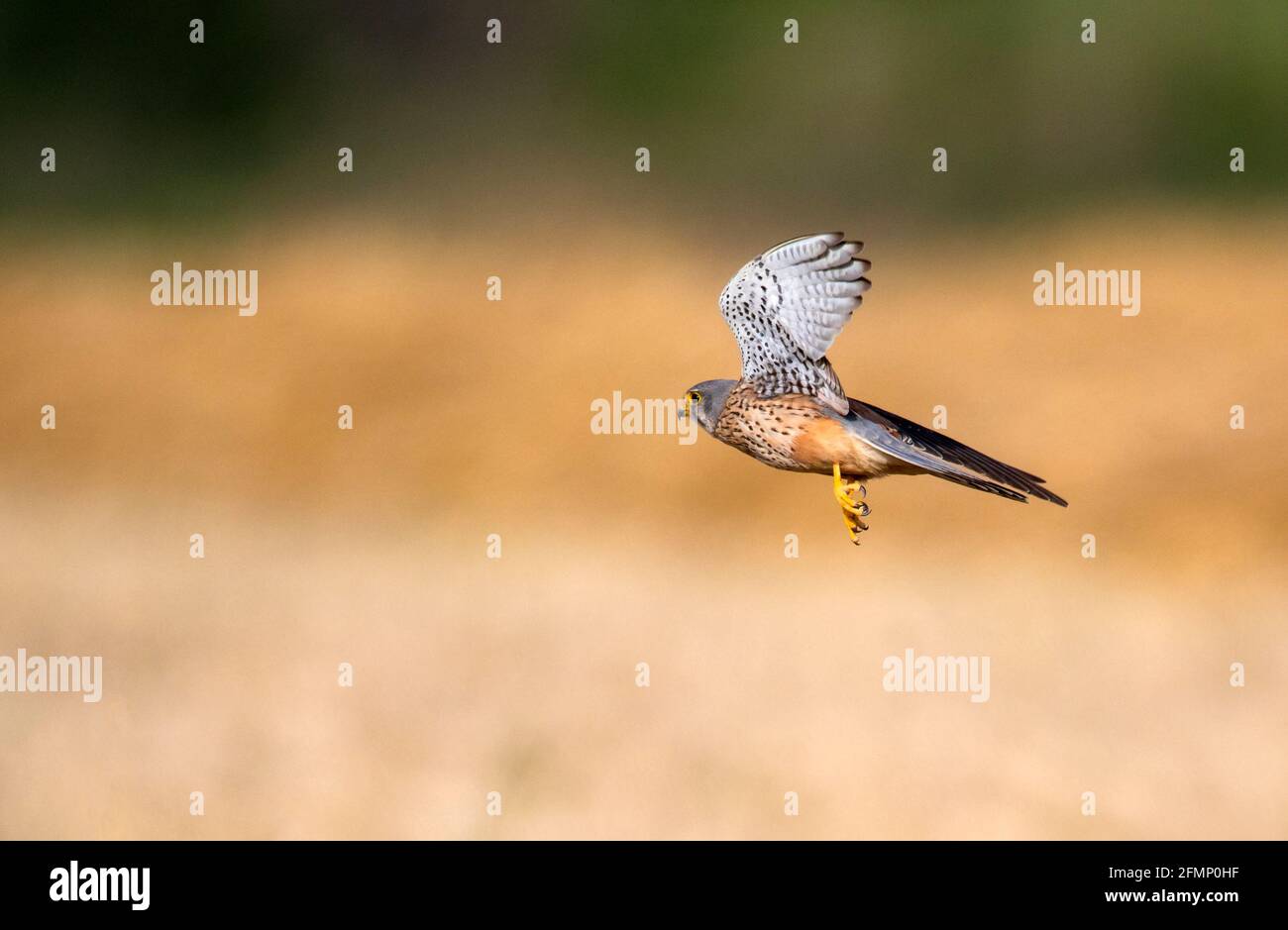 Männlicher Turmfalke fliegt Stockfoto