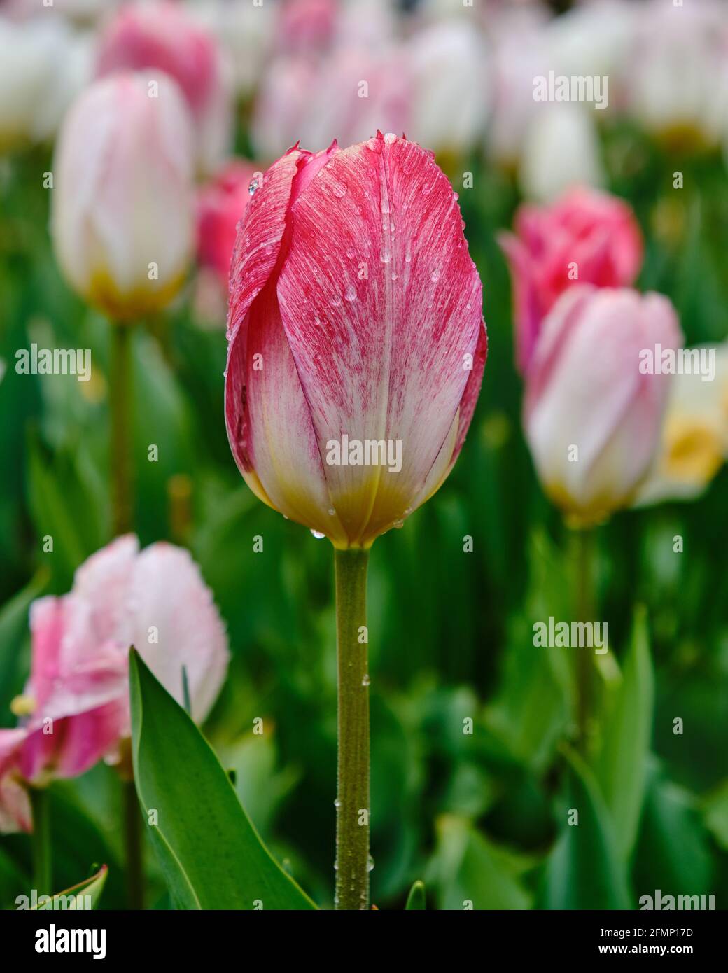 Einzelne rosa Tulpe im Blumengarten Stockfoto