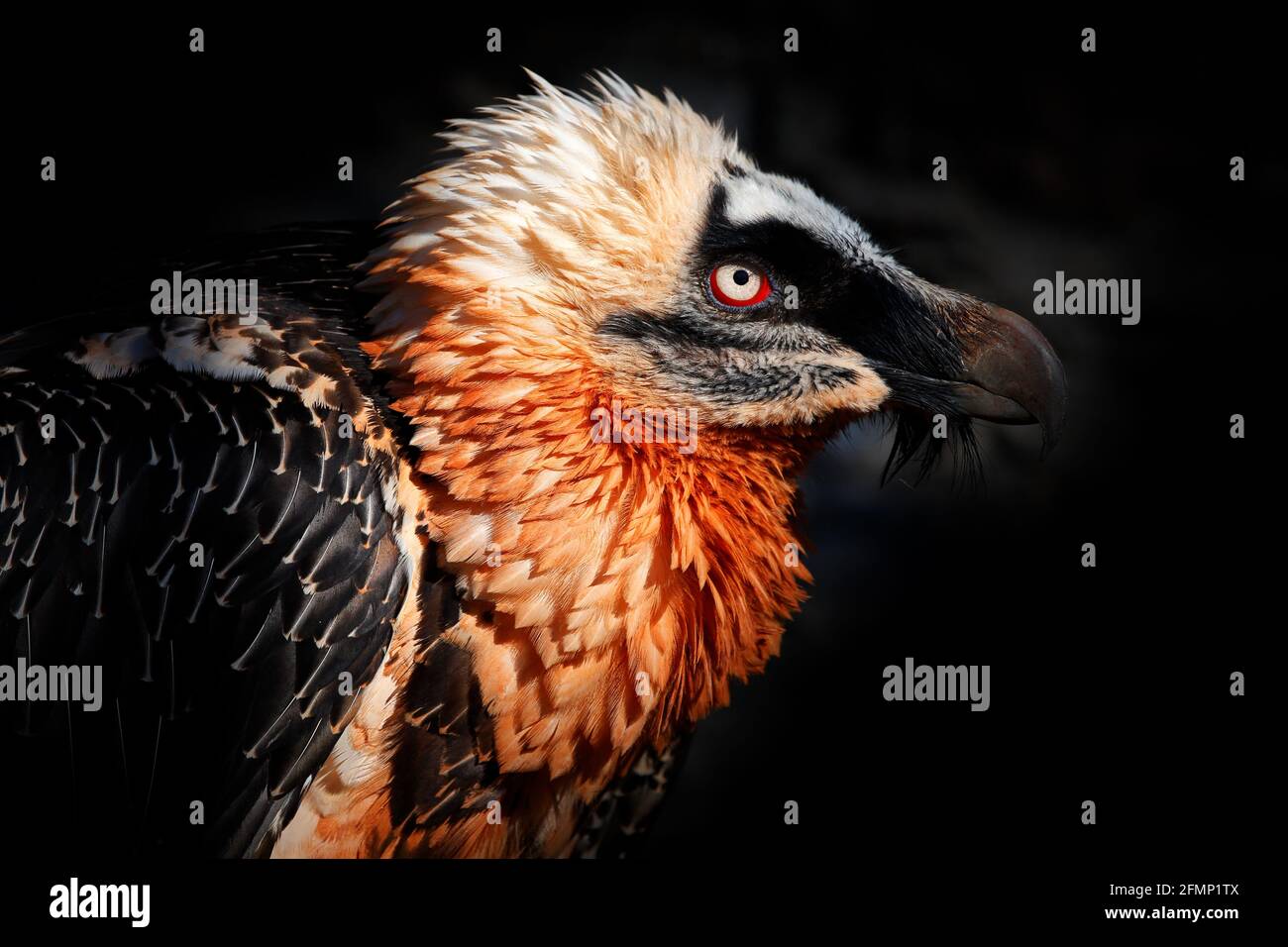 Bartgeier, Gypaetus barbatus, Detailportrait eines seltenen Bergvogels in einem felsigen Lebensraum in Spanien. Nahaufnahme Porträt eines schönen Bergvogels, EUR Stockfoto