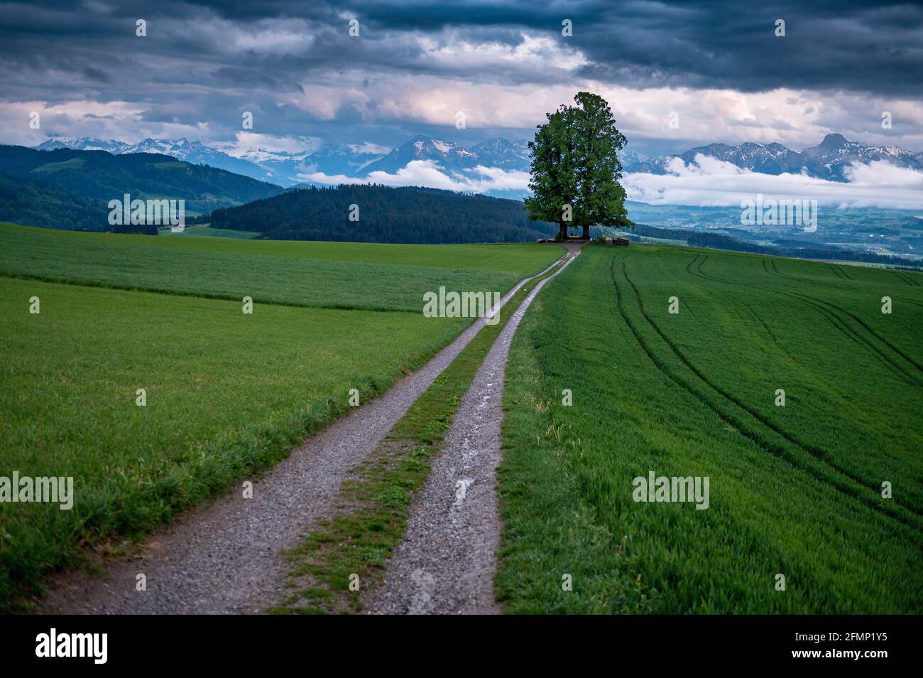 Einsamer großer Linde an einem Frühlingsabend nach Regen Mit einem Pfad Stockfoto