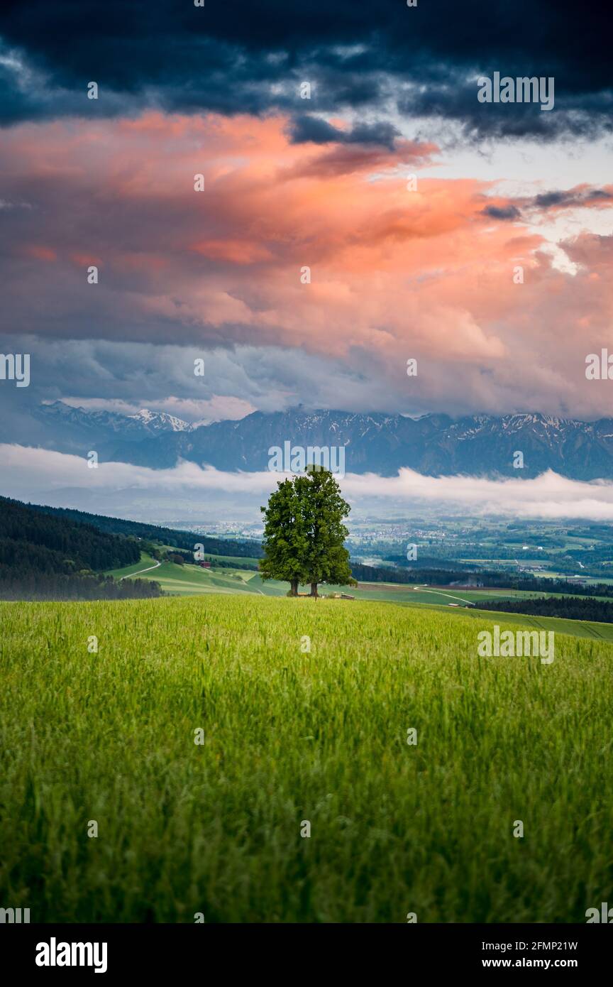 Einsamer großer Linde an einem Frühlingsabend nach Regen Stockfoto