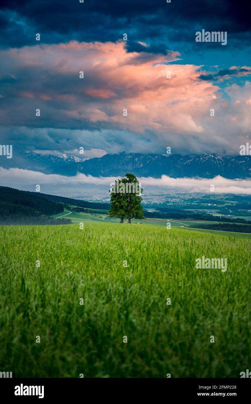 Einsamer großer Linde an einem Frühlingsabend nach Regen Stockfoto