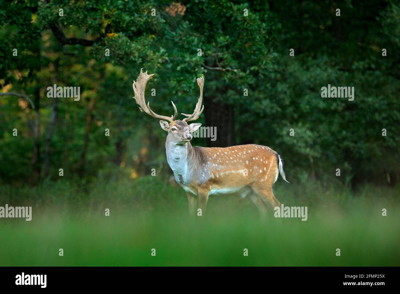 Majestätisch kraftvoll erwachsener Damhirsch, Dama dama, auf der gree-Wiese mit Wald, Tschechien, Europa. Wildtierszene aus der Natur, Europa. tse Stockfoto