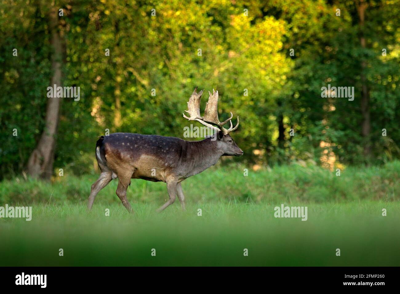 Majestätisch kraftvoll erwachsener Damhirsch, Dama dama, auf der gree-Wiese mit Wald, Tschechien, Europa. Wildtierszene aus der Natur, Europa. tse Stockfoto