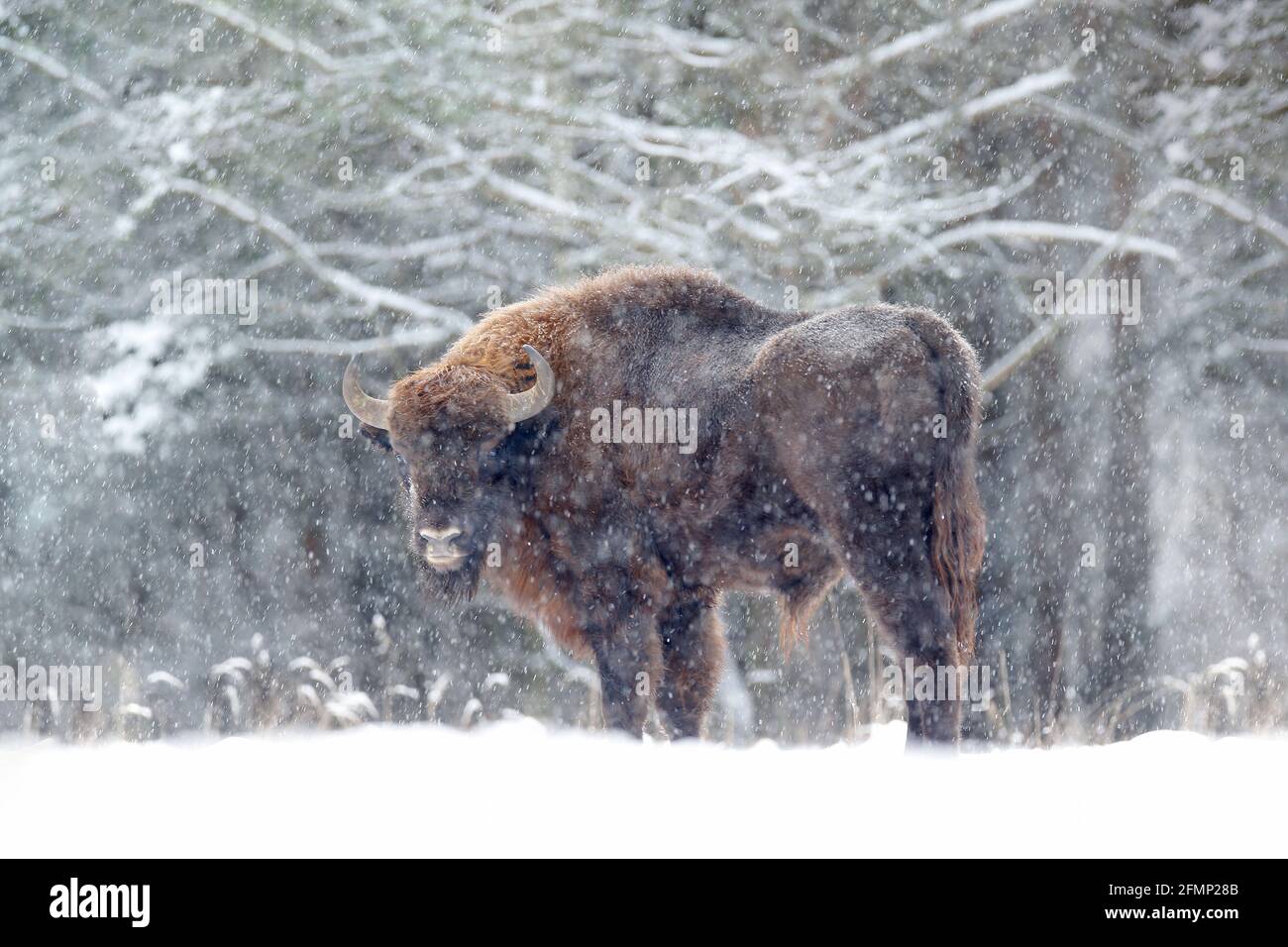 Europäische Bisons im Winterwald, kalte Szene mit großen braunen Tieren im Naturlebensraum, Schnee auf den Bäumen, Polen. Wildlife-Szene aus der Natur. Bi Stockfoto