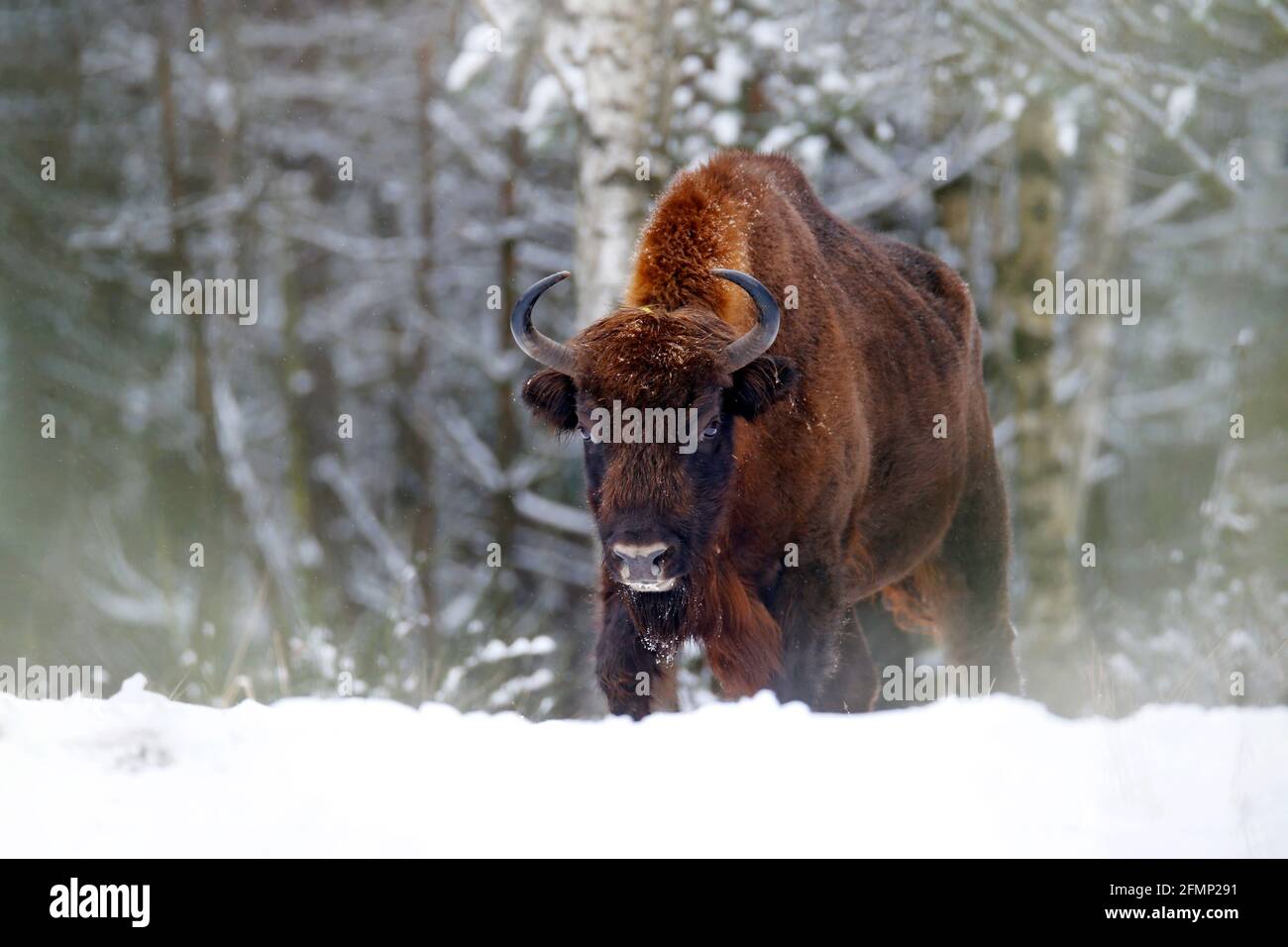 Europäische Bisons im Winterwald, kalte Szene mit großen braunen Tieren im Naturlebensraum, Schnee auf den Bäumen, Polen. Wildlife-Szene aus der Natur. Bi Stockfoto