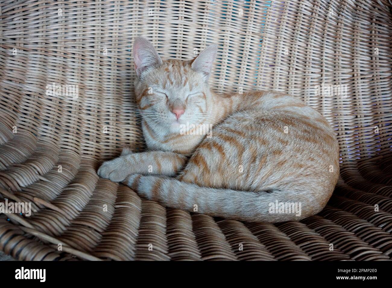 Katze bei Evita se Perron in der Kleinstadt Darling in der Region Swartland in der Provinz Western Cape in Südafrika. Stockfoto