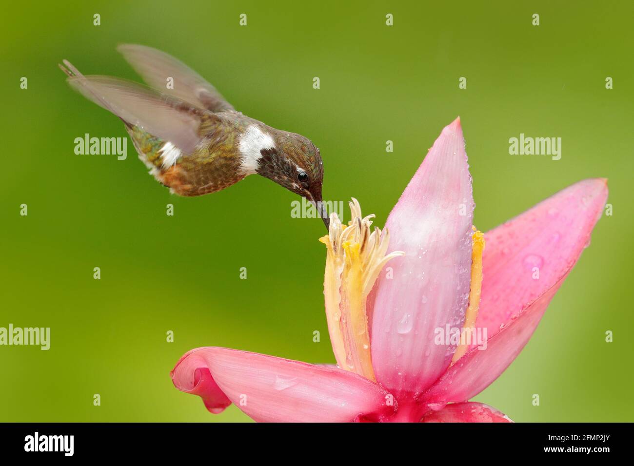 Humminbird frm Kolumbien in der Blüte Blume, Kolumbien, Tierwelt aus tropischem Dschungel. Stockfoto