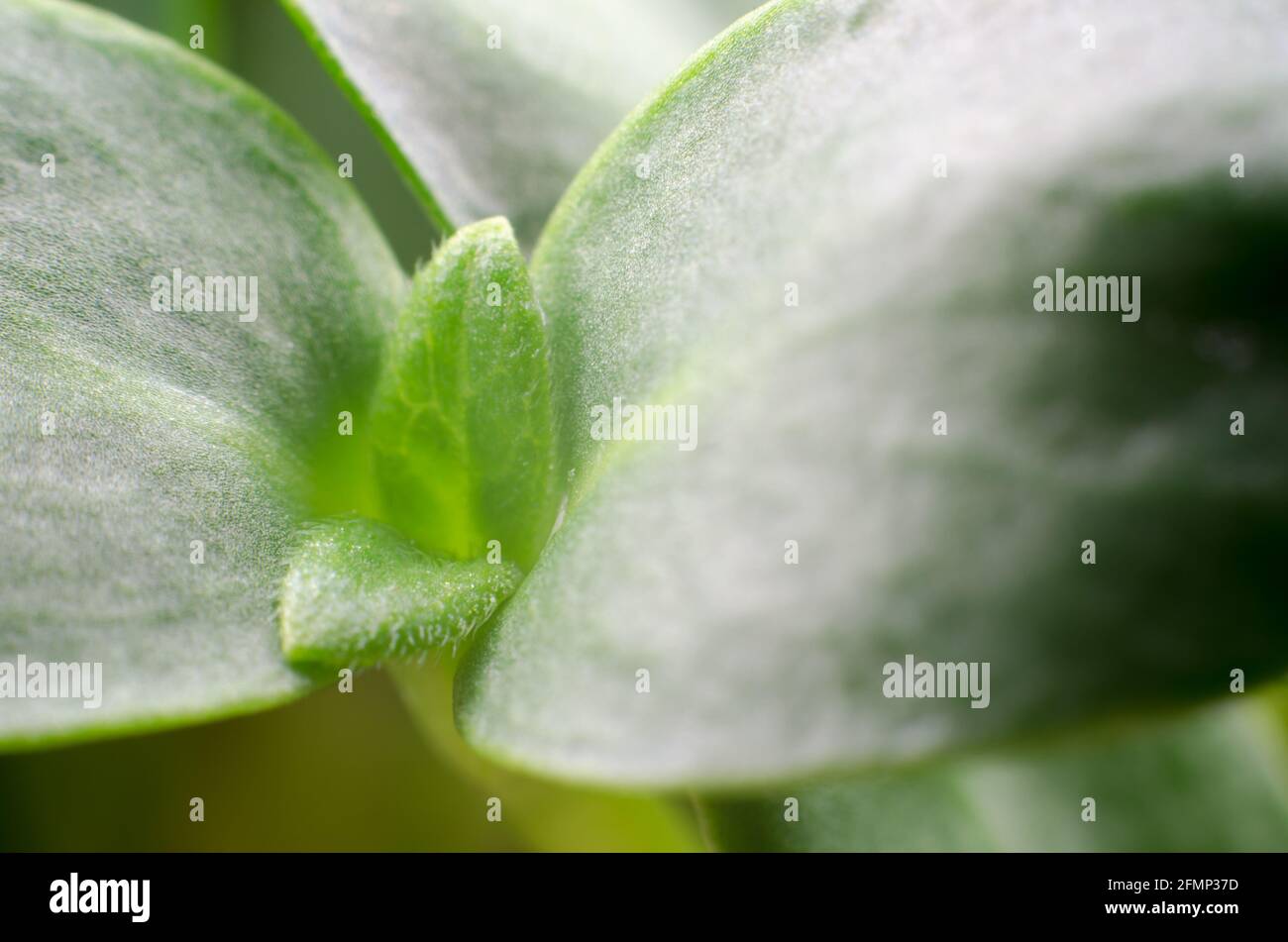 Sonnenblumensprossen Makrofotografie. Essen für Vegetarier. Gesundes Lebensmittelkonzept Stockfoto