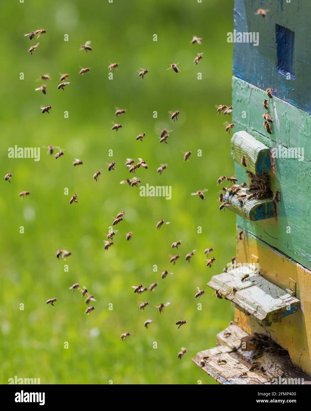 Bienenschwarm im Flug an einem schönen sonnigen Tag Stockfoto