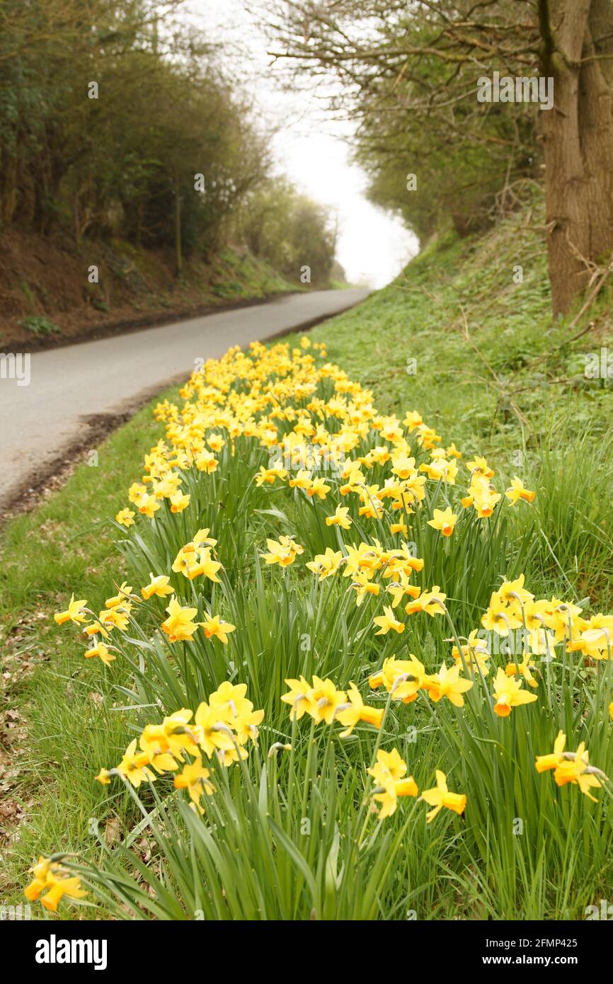 Wilde Narzissen blühen im frühen Frühjahr an einem Straßenrand Im ländlichen Shropshire England Stockfoto