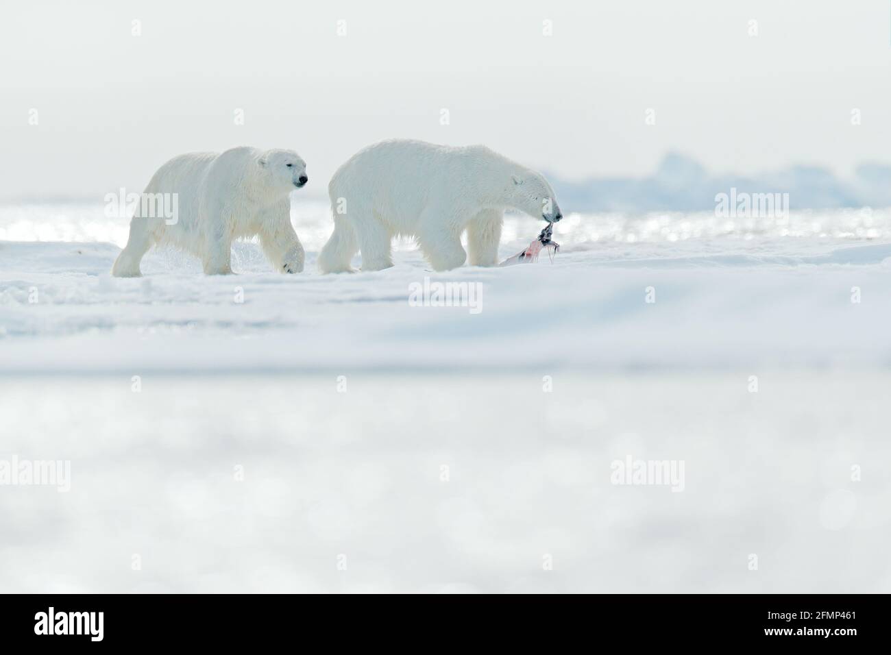 Zwei Eisbären mit abgetöteten Robben. Weißbär, der sich auf Drift-Eis mit Schnee ernährt, Svalbard, Norwegen. Blutige Natur mit großen Tieren. Gefährliches Tier mit c Stockfoto