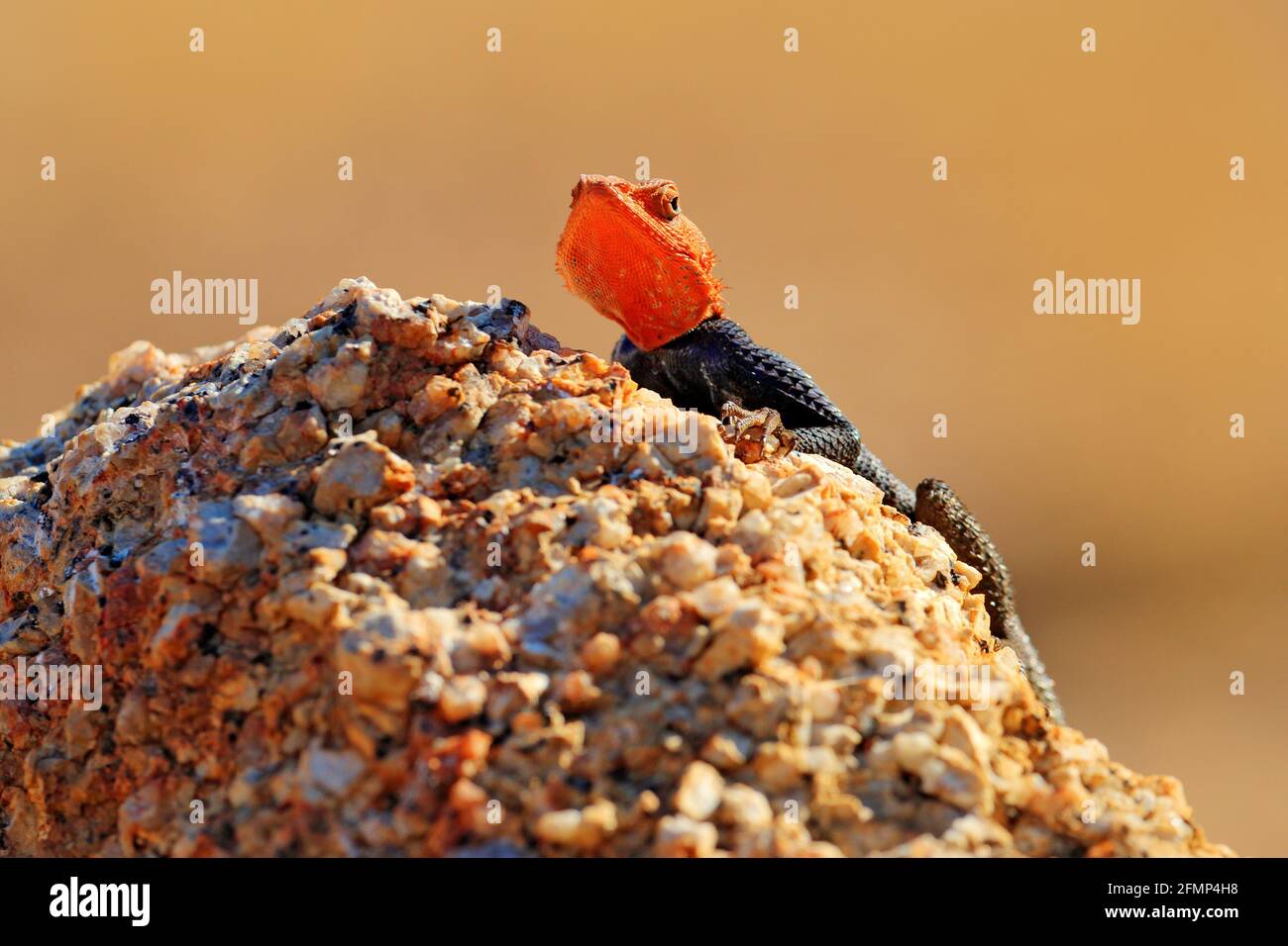 Orangefarbene und blaue Eidechse, namibische Felsenagama, Agama planiceps, Männchen posiert auf gelbem Granitfelsen in typischer Wüstenumgebung. Isolierte Farbe Stockfoto