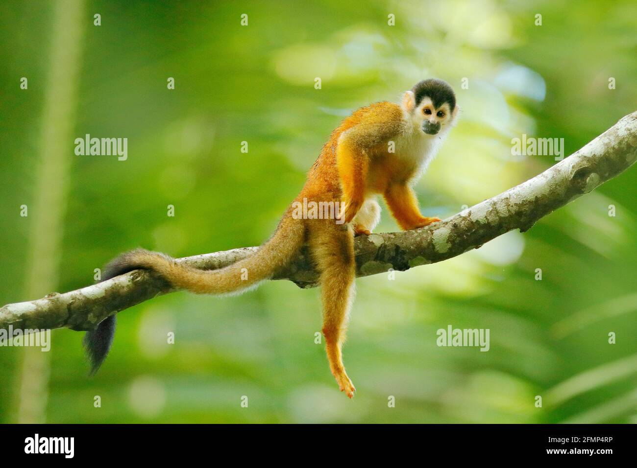 Affe, langer Schwanz im Tropenwald. Eichhörnchen-Affe, Saimiri oerstedii,  sitzt auf dem Baumstamm mit grünen Blättern, Corcovado NP, Costa Rica. Affe  Stockfotografie - Alamy