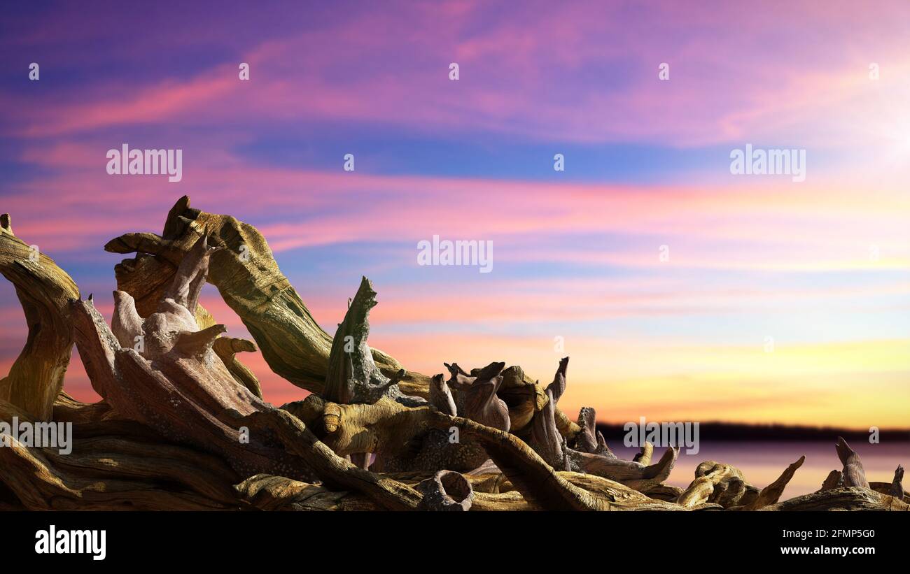driftwood, Haufen alter Äste bei Sonnenuntergang Stockfoto