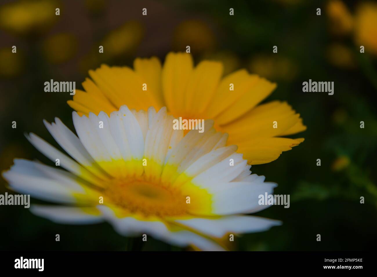 Gelbes mexikanisches Sonnenblumenkraut (Tithonia diversifolia). Blume aus gelben Blütenblättern mit selektivem Fokus. Stockfoto