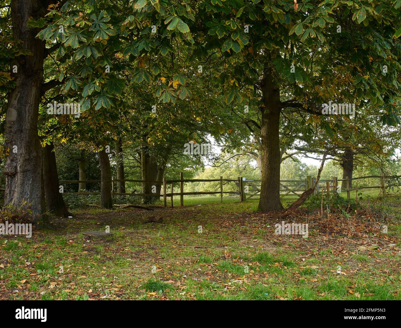 Ein herbstlicher Blick durch Wald, vorbei an Laubmüll und Unterholz zu einem Holzzaun und Tor, mit sonnenbeschienenen Bäumen dahinter. Stockfoto