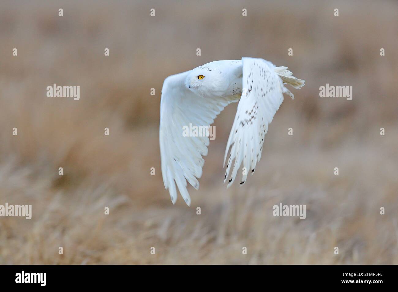 Schneeeule, Nyctea scandiaca, seltener Vogel, der am Himmel fliegt, Waldwiese im Talgrund. Winteractionszene mit offenen Flügeln, Grönland. Wildlife sc Stockfoto