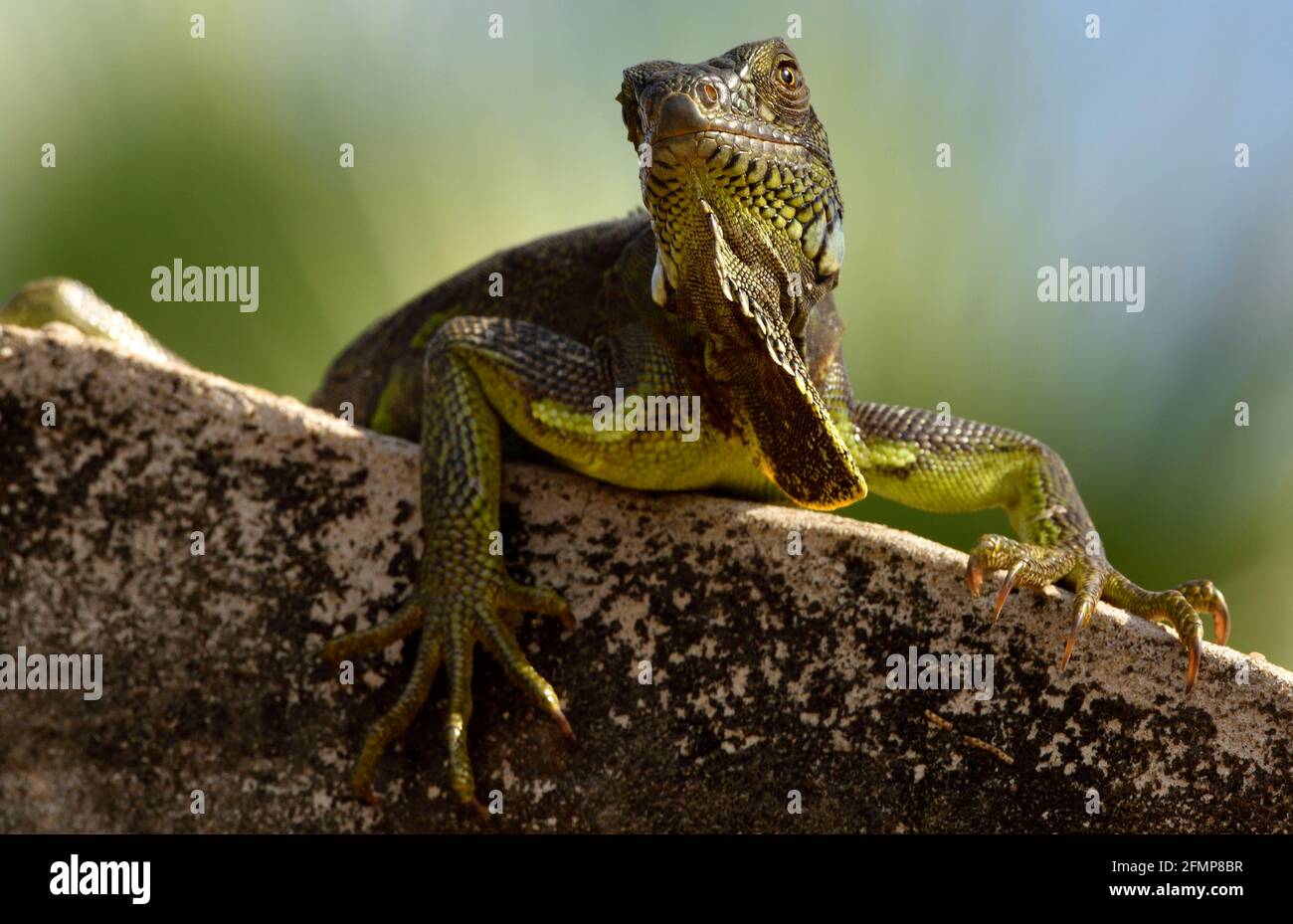 Leguane do Delta do Parnaíba - Brasilien Stockfoto