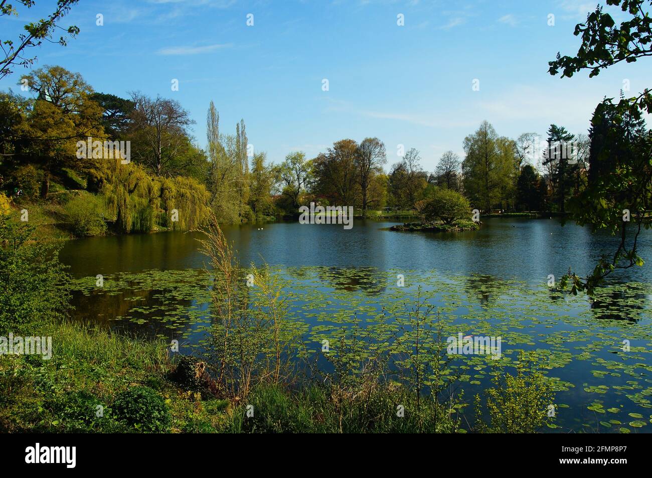 Der See im Schlosspark Bad Homburg. Stockfoto