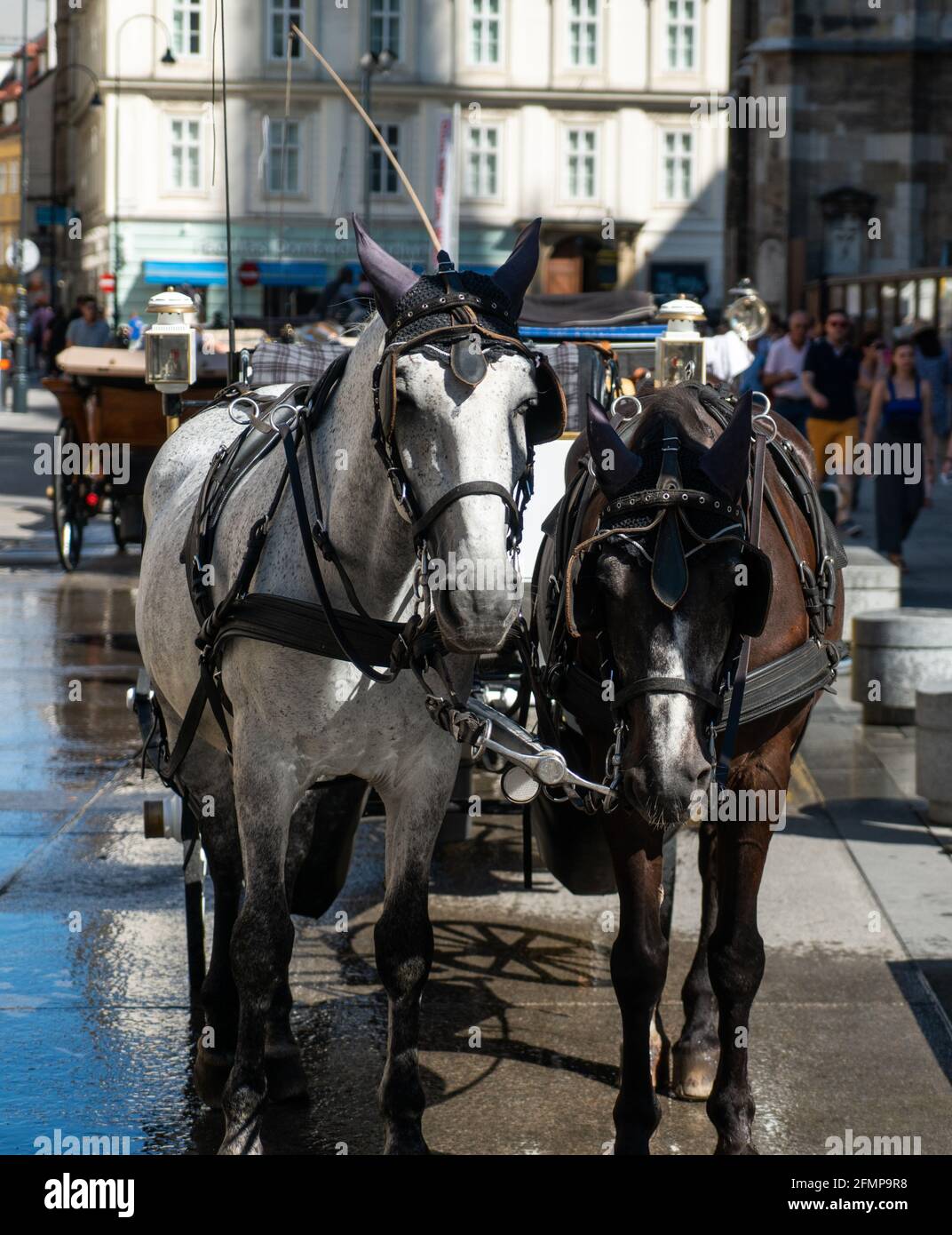 Waggonpferde warten auf Passagiere für eine Sightseeing-Fahrt in Wien, Österreich Stockfoto