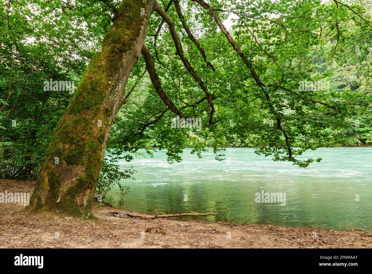 Baum mit saftig grünen Blättern am Ufer des Flusses Aare in Bern.Frühling Sommer Hintergrund.Natur Hintergrund. Stockfoto