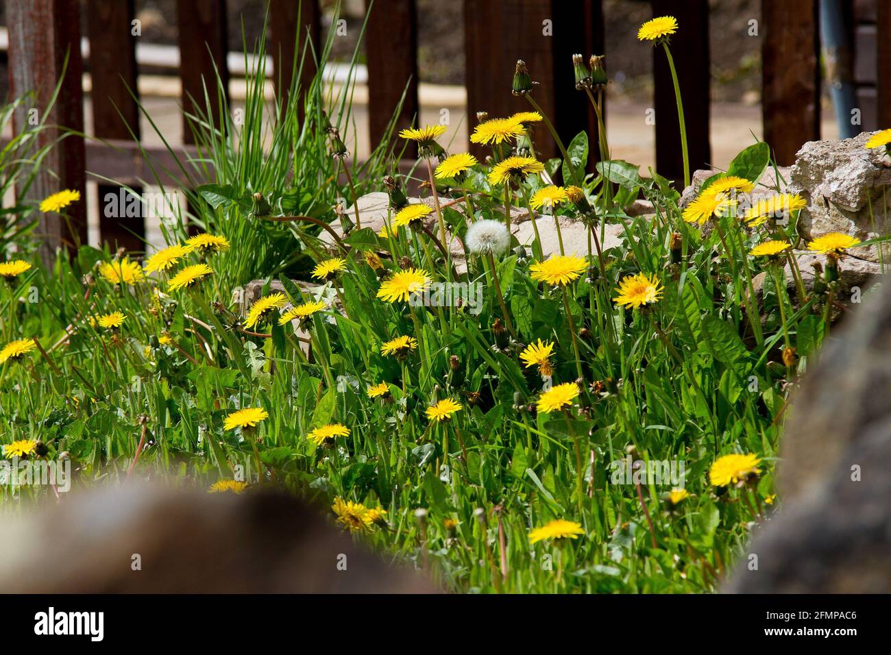 In der Ecke eines Gartens stöhnt der Dandelion Stockfoto