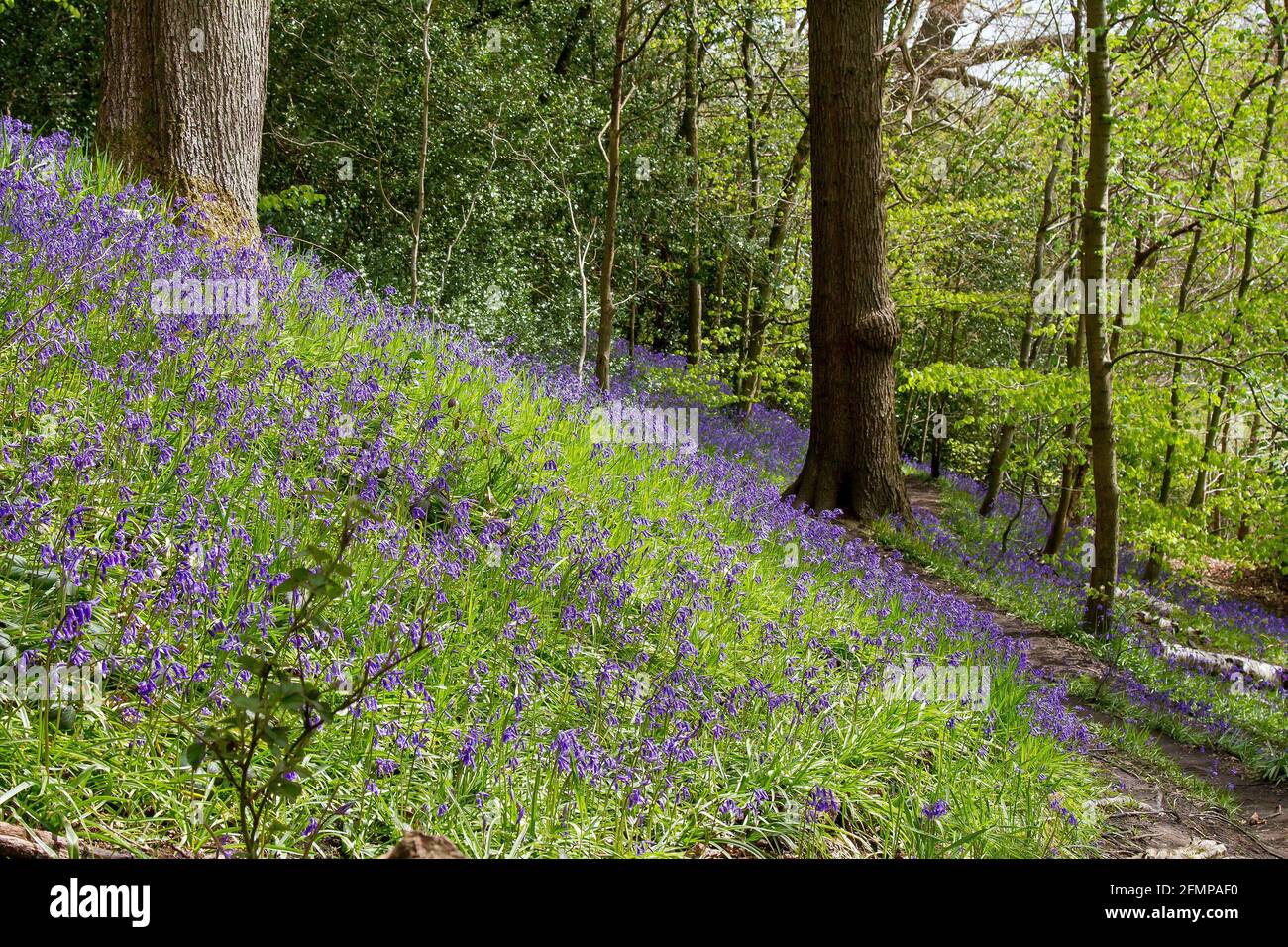 Bluebells im Wald Stockfoto