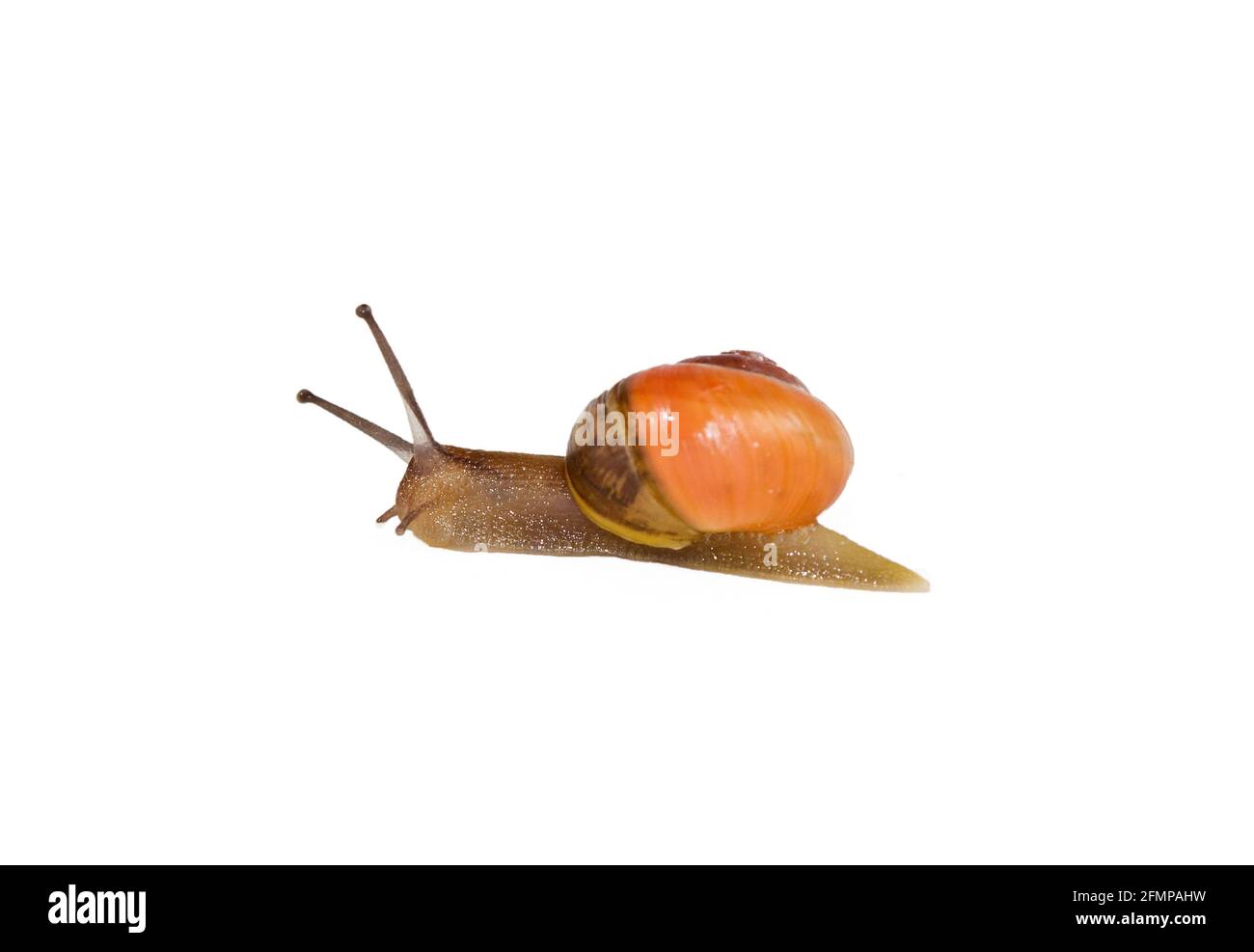 Zweifarbige braune und orange Form von Grove Schnecke oder Braun Schnecke mit Lippung auf weißem Hintergrund Stockfoto