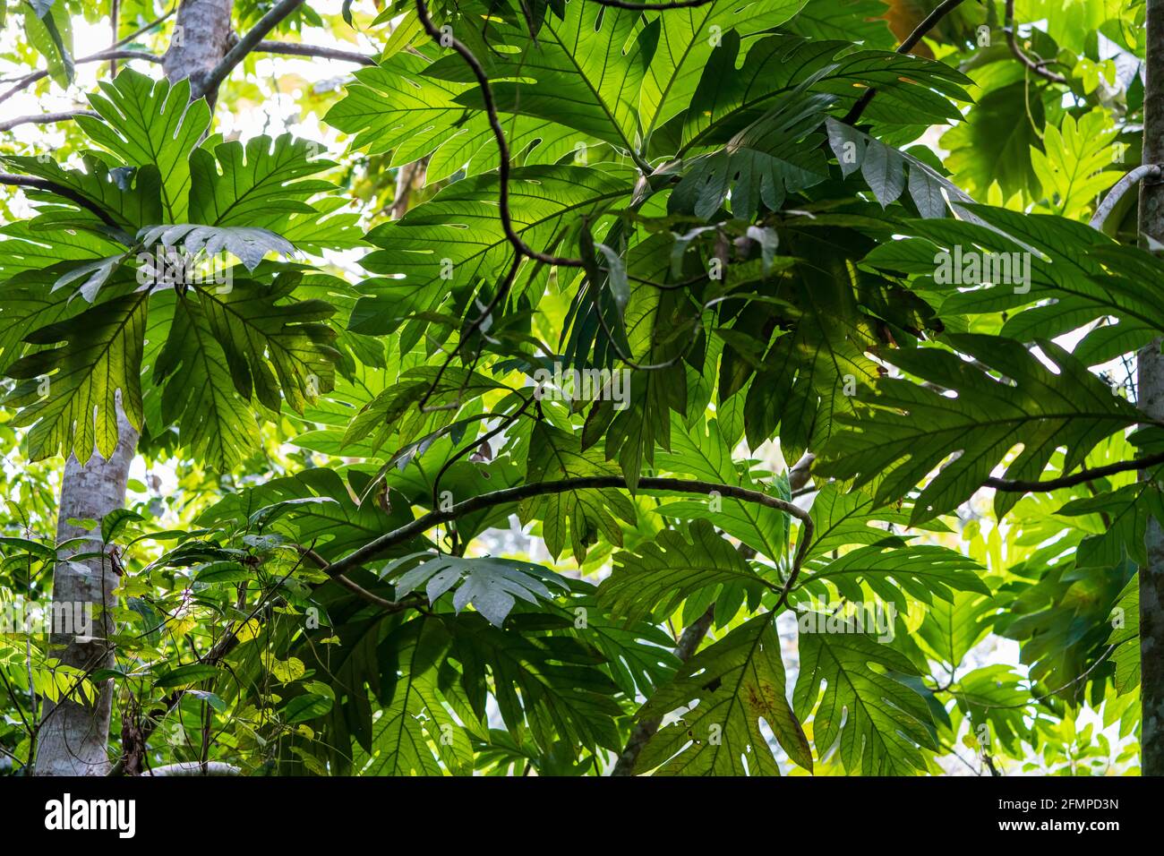 Diffuses Licht leuchtet durch Palmwedel im peruanischen Amazonas Stockfoto