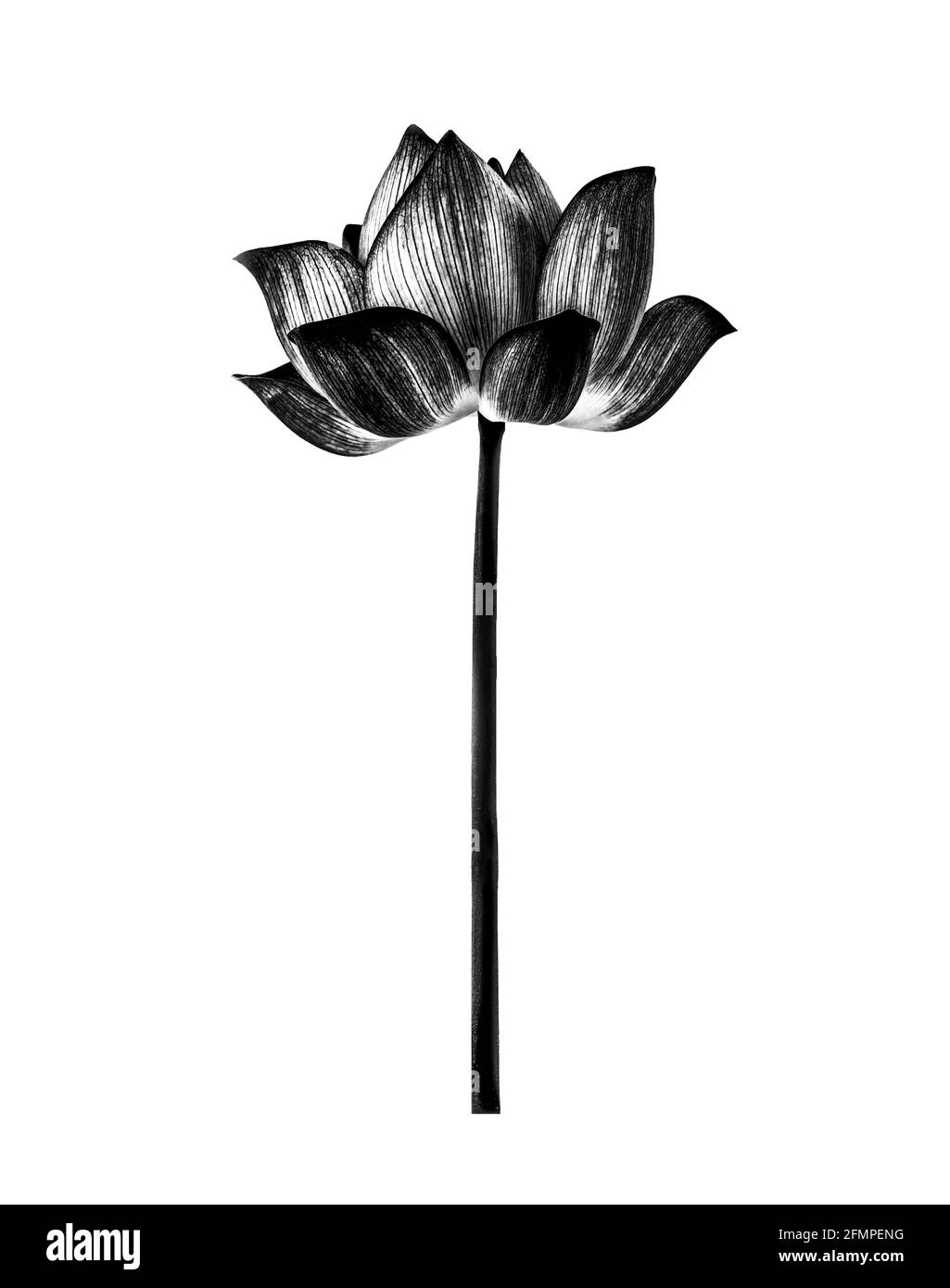 lotus isoliert auf weißem Hintergrund. Stockfoto