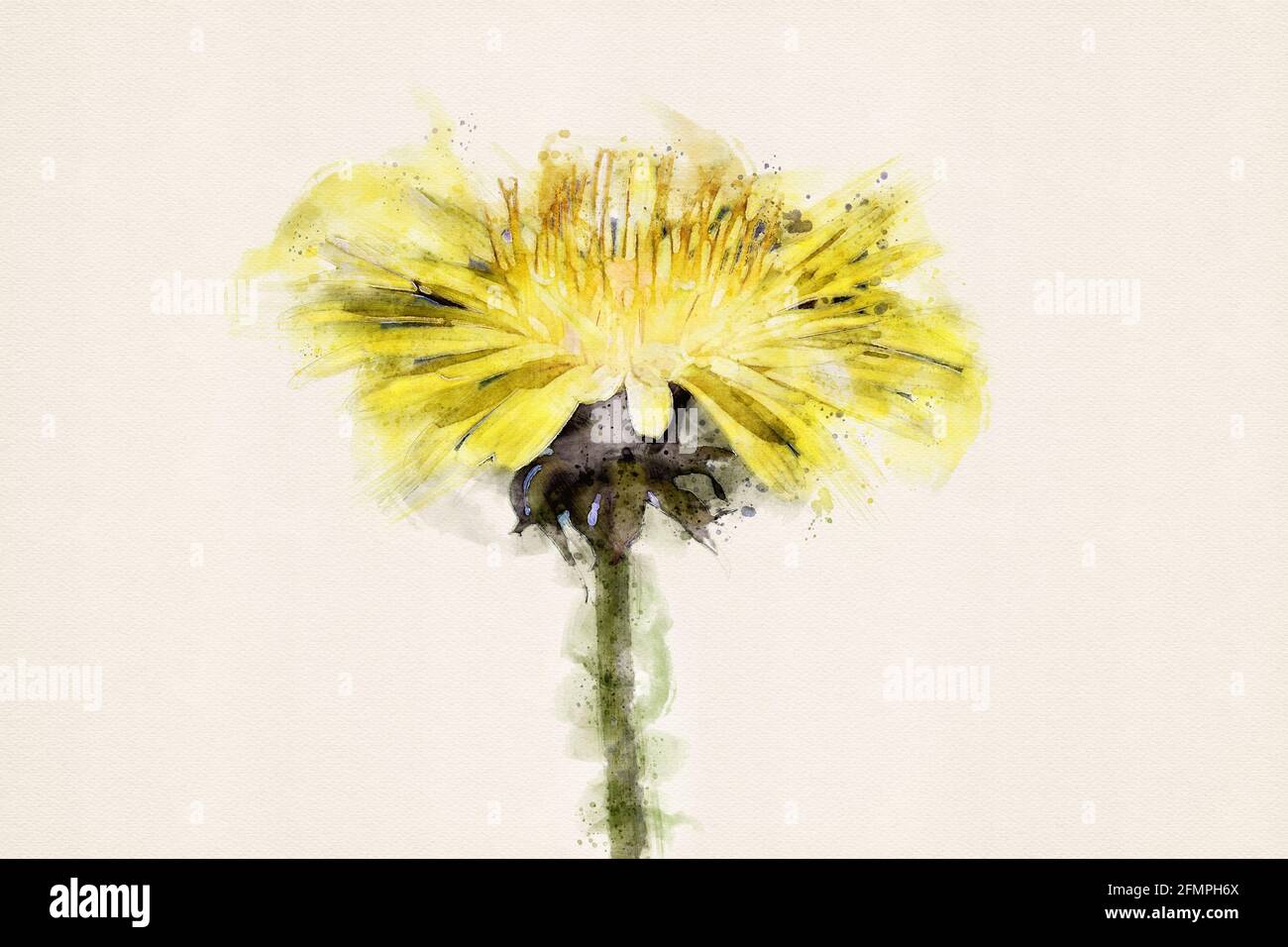 Blumenkopf Zeichnung Stockfotos Und Bilder Kaufen Alamy