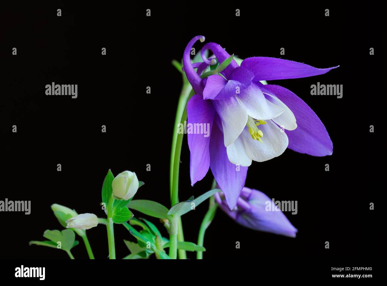 Aquilegia Blume mit Knospen, Nahaufnahme. Isoliert auf schwarzem Hintergrund. Navy White ist eine Sorte mit tiefblauen Blütenblättern und weißen Zentren. Stockfoto