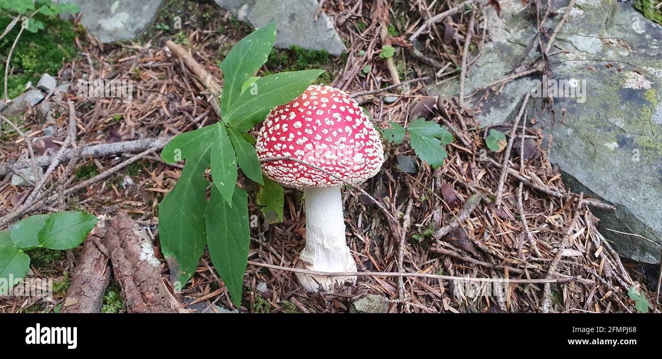 amanita ein wunderbarer Pilz versteckt in den Wäldern Stockfoto