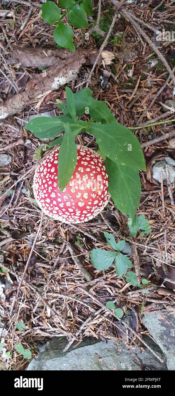 amanita ein wunderbarer Pilz versteckt in den Wäldern Stockfoto